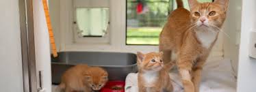 Female kittens can then go into heat and become pregnant even though they're. Cat Reproduction 7 Facts You Probably Don T Know Rspca