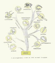 Image result for Phyla