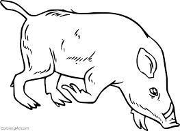 Enter now and choose from the following categories Boar Coloring Pages Coloringall