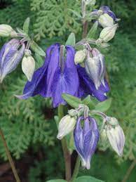 Pin On In The Garden Horticulture