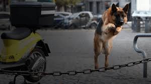 Fiche détaillée sur la série rex, chien flic (kommissar rex / il commissario rex), résumés et guide des épisodes, liste de diffusion. Rex Chien Flic Saison 1 Tous Les Episodes En Streaming France Tv