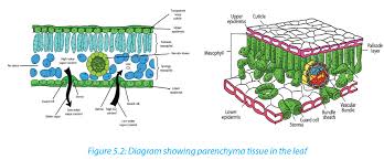 Maybe you would like to learn more about one of these? Course S4 Biology Topic Unit 3 Microscopy