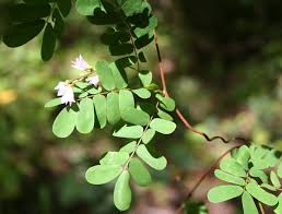 Image result for Abrus melanospermus