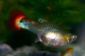C7 Jpg 600 401 Guppy Fish Freshwater Aquarium Fish Guppy