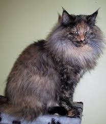 Norwegian forest cat, the true forest cat. Norwegian Forest Cat Black Tortoiseshell A Lighter Coloured Coat Norwegian Forest Cat Forest Cat Pretty Cats
