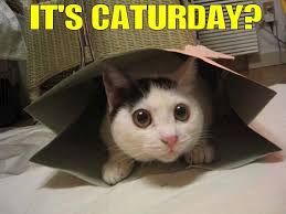 Make your own images with our meme generator or animated gif maker. Caturday Know Your Meme