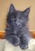 Grey Smokey Grey Maine Coon Kittens
