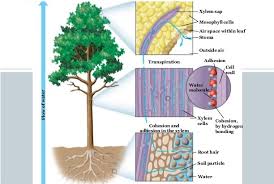 Xylem is one of the two types of transport tissue in vascular plants, the other being phloem. Mechanism Of The Transport In Higher Plants Theories Explain The Ascent Of Water In Plant Science Online