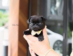 queeny teacup black pug female is here rollyteacuppuppies queeny is a rare black teacup pug with adorable wrinkles on he baby pugs cute pug puppies teacup pug