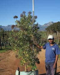 Image result for Buddleja saligna