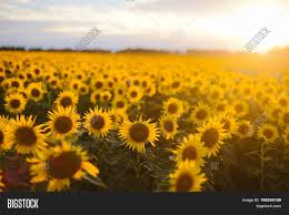 This is due to the setting sun casting a golden overcast on everything. Sunflower Field Image Photo Free Trial Bigstock