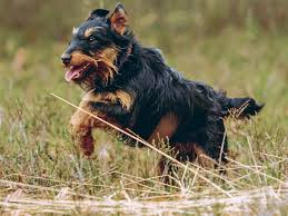 Image result for jagdteriér