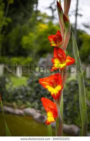 Image result for Gladiolus dalenii
