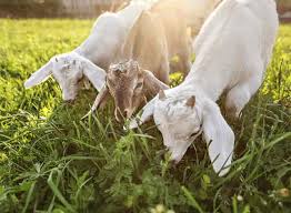 There is a great variation in coat color but they are generally white in color, and occasionally patches of tan or black are found on the body. Al Malik Surovi Sojat Goat Farm Goat Milk Wholesalers In Indore Justdial