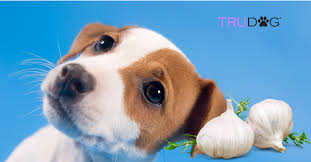 All members of the onion family can cause problems if eaten in sufficient quantity. How Much Garlic Is Safe For Dogs Trudog
