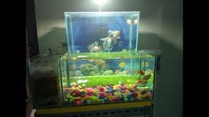Membuat aquarium unik yang sederhana tidaklah sulit, anda dapat melakukannya sendiri (diy: How To Make Letter L Aquarium Diy Inverted Aquarium