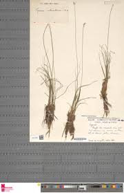 Image result for Cyperus margaritaceus