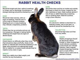 Pin By Emily Richards On Bunny Info Sheets Bunny Care Tips Pet Rabbit Care Female Rabbit