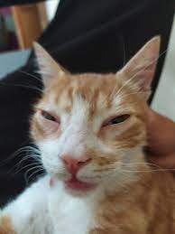 شكون يفهمنا في حكاية قطط لي راها دور فالفايسبوك وهذا واش به مزطول كما اكسنوس 990 cats animals image