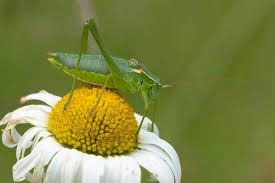 Image result for Kraussia kirkii