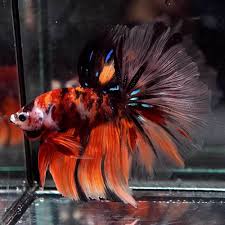 Betta Fish Betta Fish Ideas Bettafish Fishbetta Rare Live Betta Fish Fancy Nemo Tiger Koi Beautiful Rosetail Hm Male 811 Betta Fish Betta Koi Betta