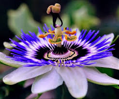 Image result for Passiflora caerulea