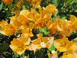 On jul 19, 2006, aprilwillis from missouri city, tx (zone 9a) wrote: California Gold Bougainvillea Desert Horizon Nursery