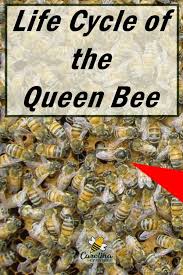 Queen Bee Life Cycle What You Need To Know Carolina Honeybees In 2020 Bee Life Cycle Honey Bee Life Cycle Bee