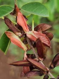 Image result for Indigofera bainesii