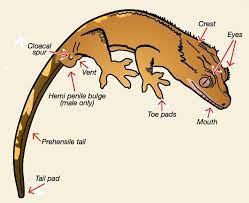 Pin On Crested Geckos