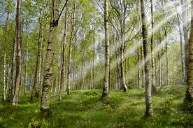Jeg kjenner det er en betennelse på vei, men har ingen briller og jeg ser ikke hånden foran meg uten linser. Fem Rad Fra Oyelegen Slik Tar Du Vare Pa Oynene I Allergisesongen Thea Nordic Ab