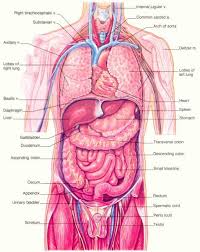Human Body Organs And Skeletal Images Human Body Anatomy Human Anatomy Female Human Body Organs