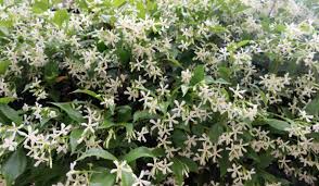Image result for Jasminum