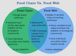Check spelling or type a new query. What S The Difference Between Food Chain And Food Web Science Struck