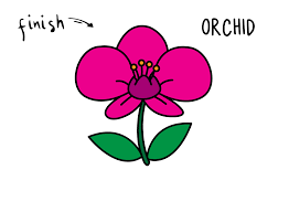 The steps definitely taught you how to draw a beautiful flower. How To Draw A Beautiful Orchid Beautiful Flower Easy Drawing Guides Rainbow Printables