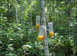 Growing agarwood trees are for sale as per buyer's requirement. Artificial Inoculation Gaharu æ²é¦ Agarwood