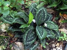 Image result for Kaempferia