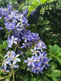 We did not find results for: A Guide To Caribbean Seashore Plants In Sxm Green Sxm
