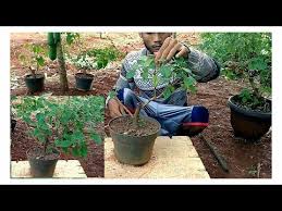 Bonsai De Lantana Mantenimiento Youtube