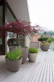 Ambiance zen et japonisante, il existe une gamme vous pouvez les planter en isolé, en massif ou bien les conserver en pot pour votre balcon ou terrasse. Cultiver Arbre En Pot Erable Du Japon Terrasse Decorationterrasse Terrasse Jardin Arbres En Pots Jardins