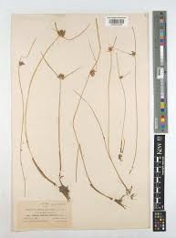 Image result for Pycreus niger