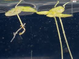 Image result for Lemna