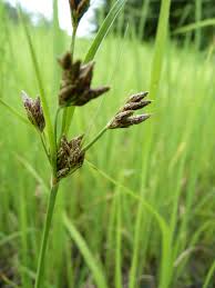 Image result for Fimbristylis squarrosa