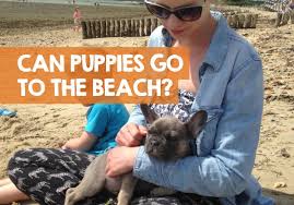 Going to the vet repeatedly over several months for vaccinations, and then for boosters or titers throughout your dog's the core vaccines include the dhlpp (distemper, hepatitis, leptospirosis, parvo, and parainfluenza). Can Puppies Go To The Beach Safely Without Shots Vaccinations