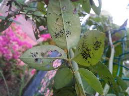 Maybe you would like to learn more about one of these? What Are These Black Spots On My Rose Tree Gardening Landscaping Stack Exchange