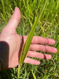 Image result for Urochloa eminii