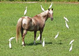 Thumbnail For Version As Of 09 24 20 March 2009 Horses Appaloosa Horses Animals Friendship