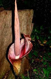 Voodoo Lily Amorphophallus Rivieri Outdoor Plants Decorative Wicker Basket Lily
