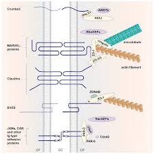 May 09, 2021 · the neuromuscular junction (nmj) is a synaptic connection between the terminal end of a motor nerve and a muscle (skeletal/ smooth/ cardiac). Ijms Free Full Text Structural Features Of Tight Junction Proteins Html