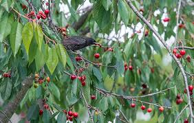 Protecting Your Garden From Birds Which Gardening Helpdesk